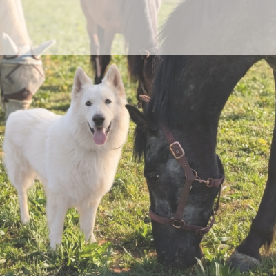 Communication animale pour chiens, chats, chevaux pour comprendre ce que traverse son animal.